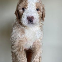Boy 2 - Cream Goldendoodle puppy in Buffalo, New York from Queen City Doodles NY