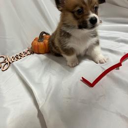 Red male - White and red male Pembroke Welsh Corgi puppy in Pleasant Plains, Arkansas from PBA Kennel