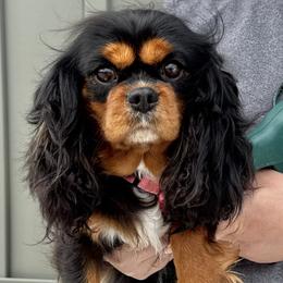Dolly - Cavalier King Charles Spaniel