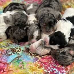 Bernedoodle Puppies from Salty Point Doodles