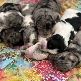 Bernedoodle Puppies from Salty Point Doodles