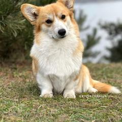 Jewel - Pembroke Welsh Corgi