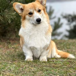 Jewel - Pembroke Welsh Corgi