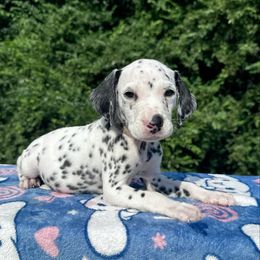 Fox - White and black male Dalmatian puppy in Travelers Rest, South Carolina from Cotton Top