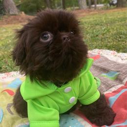 Coffee-dark chocolate - Chocolate male Shih Tzu puppy in Lawrenceville, Georgia from Beauty's Shih Tzu (Georgia)