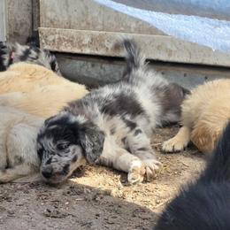 Ash (Pyrite) - male Sporty Mix puppy in Menasha, Wisconsin from Kreger's K9s