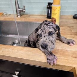 Freddy - Merle male Great Dane puppy in Gainesville, Florida from Your Cuddly Companions