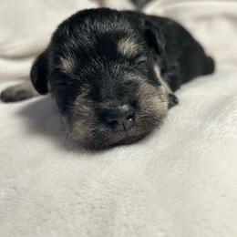 Otis - Black and silver male Miniature Schnauzer puppy in Winterville, Georgia from Patty’s Little Pups