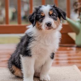 Hawke - Black tri-color male Australian Shepherd puppy in Crestwood, Kentucky from FireHart Aussies