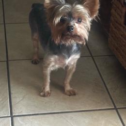 Yorkshire Terrier puppies from Teacup Yorkie Love