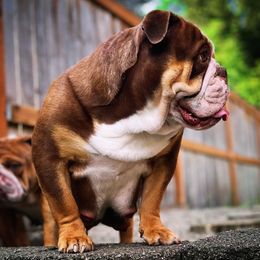 Bulldogs from Authentic Bullys