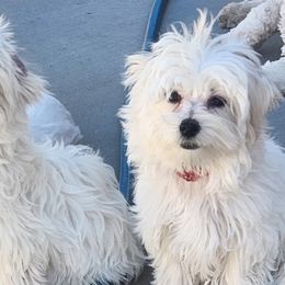 Maltese Puppies from Arizona Maltese Gems