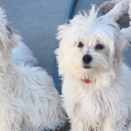 Maltese Puppies from Arizona Maltese Gems