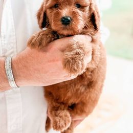 Bernedoodle and Goldendoodle Puppies from Supreme Doodles of Texas