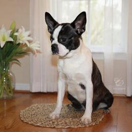 Freedom - Boston Terrier