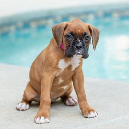 Katniss Everdeen (Katniss) - Fawn female Boxer puppy in Georgia from Stephanie’s Boxers