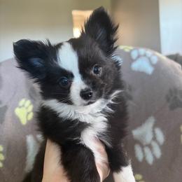 Tuxedo - Black and white male Chihuahua puppy in Walker, Louisiana from Pupcup’s Crown Collection