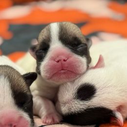 Tiny boy - Fawn and white male French Bulldog puppy in Keeseville, New York from Big Sky Frenchies