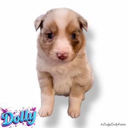 1st Pick Red Merle Female - Red merle female Australian Shepherd puppy in Gainesville, Texas from Lady Luck Aussies
