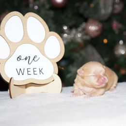 Macaroon - Cream female Pomeranian puppy in Bethel, Ohio from J&A Poms