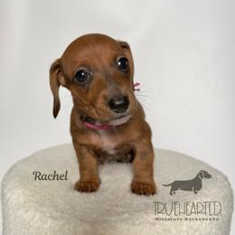 Rachel - Red female Dachshund puppy in Royse City, Texas from Truehearted Miniature Dachshunds