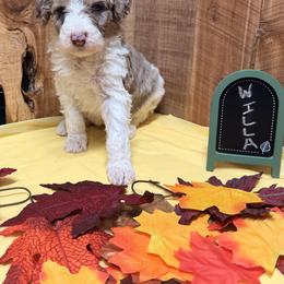 Willa - Blue merle female Aussiedoodle puppy in Lavonia, Georgia from H & A Kennels