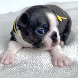 Pikachu - Blue male Boston Terrier puppy in West Jefferson, Ohio from Kline Kennels