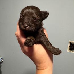 Prancer - Liver male Miniature Schnauzer puppy in The Rock, Georgia from Southern Paw Schnauzers