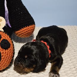 Boy 3 - Black and Tan Coonhound puppy in Kingsport, Tennessee from Summitt Black and Tans