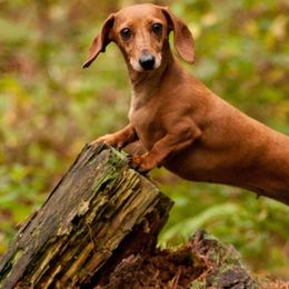 Dachshunds from RR Kennels