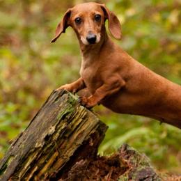 Dachshunds from RR Kennels