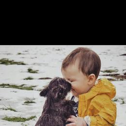 Cairn Terrier Puppies from Central Oregon Cairn Terriers