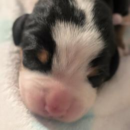 Grey Male - Black, white and red male Greater Swiss Mountain Dog puppy in Hockessin, Delaware from Simply Swissies