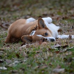 Beulah  - Pembroke Welsh Corgi