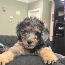 Lilah - Blue merle female Bernedoodle puppy in Olive Hill, Kentucky from Mountain Valley Bernedoodles