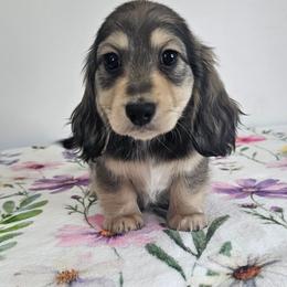 Cream sable male 2 (Green) - Sable male Dachshund puppy in Belle Rive, Illinois from Akin's Miniature Dachshunds, LLC