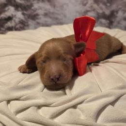 Male 2 - Red male Dachshund puppy in Romney, Indiana from Brown's Valley Dachshunds