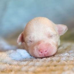 Vixen - Buff female Cockapoo puppy in Stillwater, Oklahoma from Cowboy Country Cockapoos