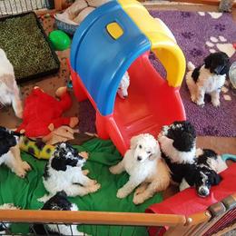 Poodles from MoJazz Poodles