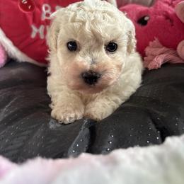 Sassy - White and buff female Bichon Frise puppy in Chatham, Illinois from Whitecreek