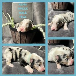 Australian Shepherd Puppies from Kayla's Aussies