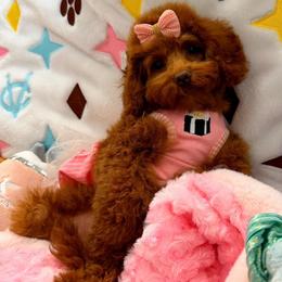 Roxy - Red female Maltipoo puppy in Sugar Land, Texas from Celebrity Maltipoos