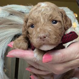 Charm - Red  male Goldendoodle puppy in Decatur, Texas from Scherrer Sweet Goldendoodles