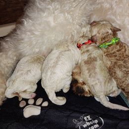Goldendoodle Puppies from Ninnie's Doodles