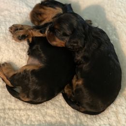 Cavalier King Charles Spaniel Puppies from Avion's Cavaliers