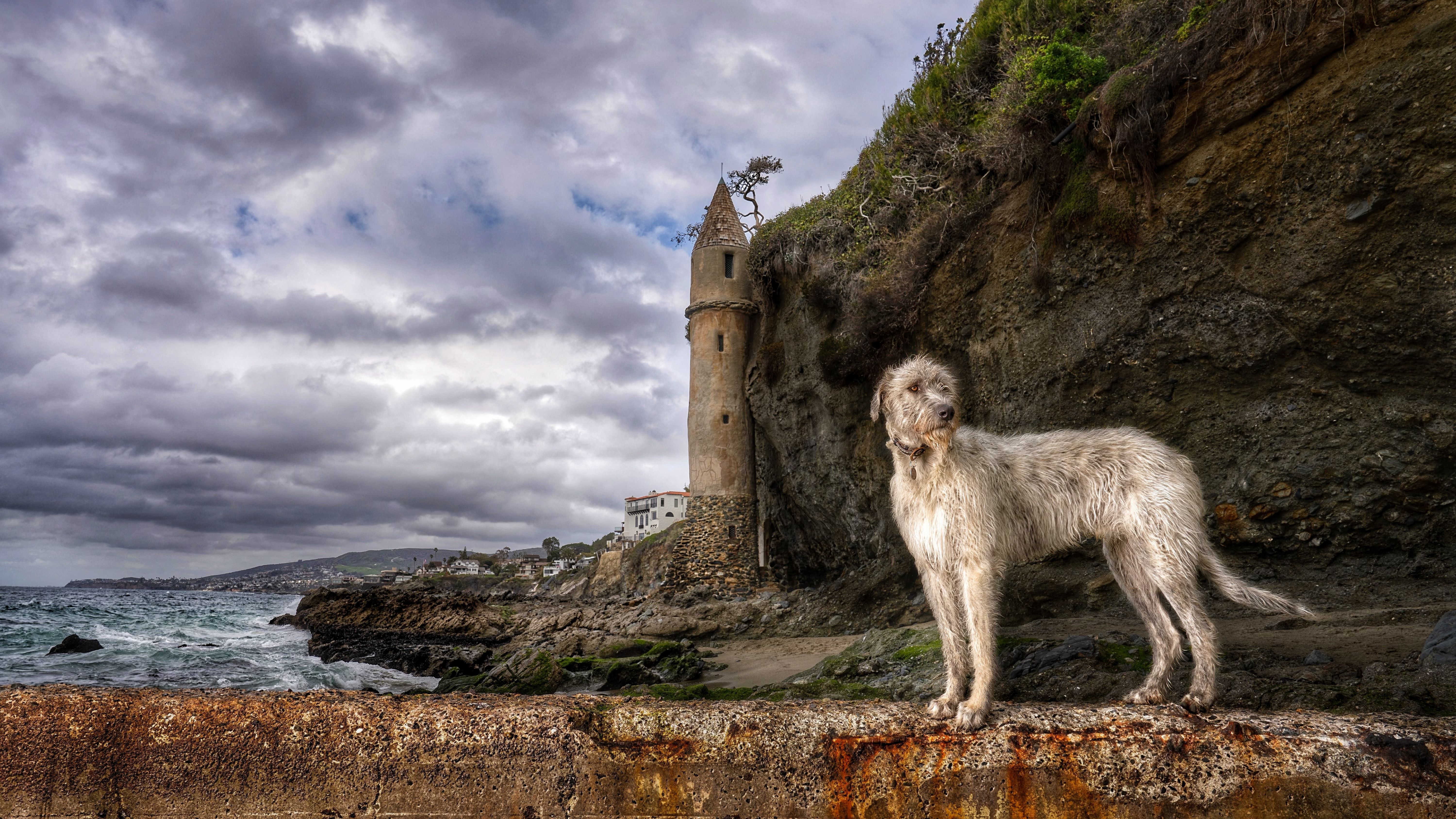 Um Irish Wolfhound ao lado de um castelo à beira-mar