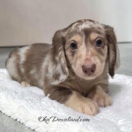 Bingo - Chocolate and cream male Dachshund puppy in Oklahoma City, Oklahoma from OkieDoxieland Dachshunds