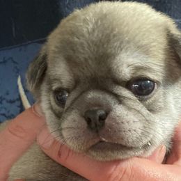 Boy 1 - Pug puppy in Rushmore, Minnesota from Love of Pugs