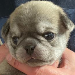 Boy 1 - Pug puppy in Rushmore, Minnesota from Love of Pugs