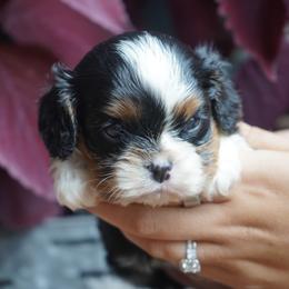 Dalton - Tri-color male Cavalier King Charles Spaniel puppy in Lula, Georgia from Cavaliers by Crumley